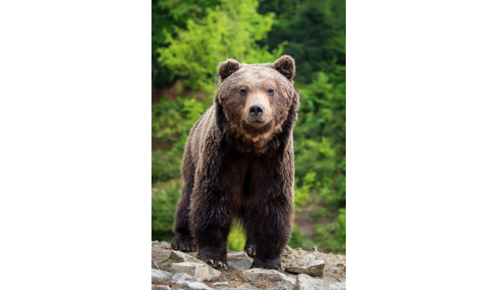 Vyhlásenie mimoriadnej situácie v súvislosti s enormne vysokým počtom medveďov